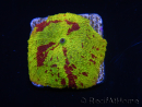 WYSIWYG Discosoma Jawbreaker ULTRA A6