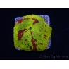 WYSIWYG Discosoma Jawbreaker ULTRA A6