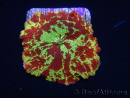 WYSIWYG Discosoma Jawbreaker ULTRA B5