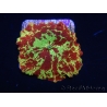 WYSIWYG Discosoma Jawbreaker ULTRA B5