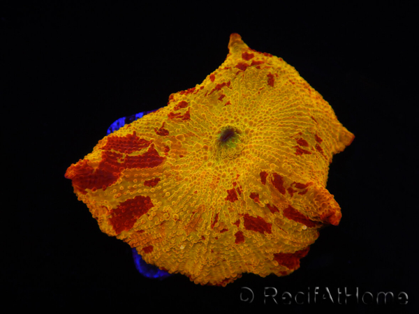 WYSIWYG Discosoma Jawbreaker ULTRA D5