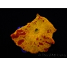 WYSIWYG Discosoma Jawbreaker ULTRA D5