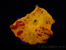 WYSIWYG Discosoma Jawbreaker ULTRA D5