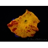 WYSIWYG Discosoma Jawbreaker ULTRA D5