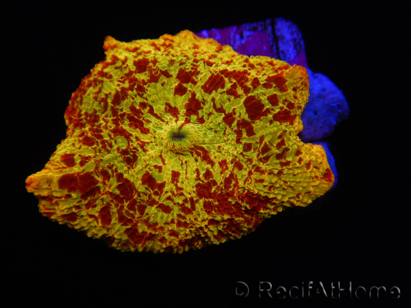 WYSIWYG Discosoma Jawbreaker ULTRA D6