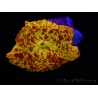 WYSIWYG Discosoma Jawbreaker ULTRA D6