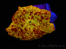 WYSIWYG Discosoma Jawbreaker ULTRA D6
