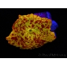 WYSIWYG Discosoma Jawbreaker ULTRA D6