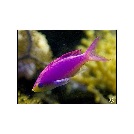 Pseudanthias tuka mâle