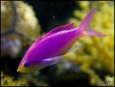 Pseudanthias tuka mâle