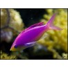 Pseudanthias tuka mâle