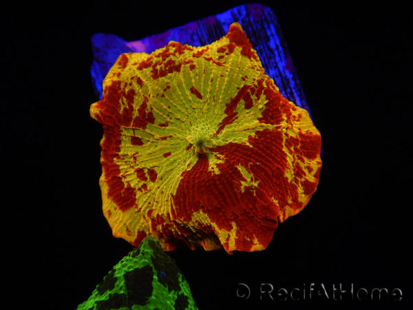 WYSIWYG Discosoma Jawbreaker ULTRA F6