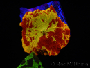 WYSIWYG Discosoma Jawbreaker ULTRA F6