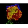 WYSIWYG Discosoma Jawbreaker ULTRA F6