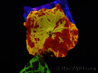 WYSIWYG Discosoma Jawbreaker ULTRA F6