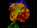 WYSIWYG Discosoma Jawbreaker ULTRA F6