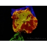 WYSIWYG Discosoma Jawbreaker ULTRA F6