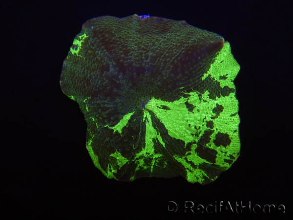 WYSIWYG Discosoma Jawbreaker ULTRA G1