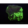 WYSIWYG Discosoma Jawbreaker ULTRA G1