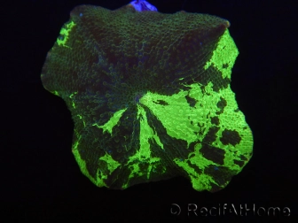 WYSIWYG Discosoma Jawbreaker ULTRA G1