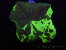 WYSIWYG Discosoma Jawbreaker ULTRA G1