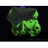 WYSIWYG Discosoma Jawbreaker ULTRA G1