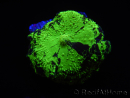 WYSIWYG Discosoma Jawbreaker ULTRA G4