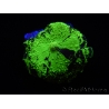 WYSIWYG Discosoma Jawbreaker ULTRA G4