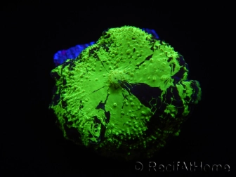 WYSIWYG Discosoma Jawbreaker ULTRA G4