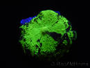 WYSIWYG Discosoma Jawbreaker ULTRA G4