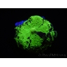 WYSIWYG Discosoma Jawbreaker ULTRA G4