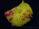 WYSIWYG Discosoma Jawbreaker ULTRA D5
