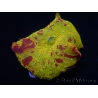 WYSIWYG Discosoma Jawbreaker ULTRA D5