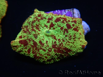 WYSIWYG Discosoma Jawbreaker ULTRA D6