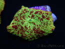 WYSIWYG Discosoma Jawbreaker ULTRA D6