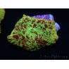 WYSIWYG Discosoma Jawbreaker ULTRA D6