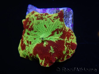 WYSIWYG Discosoma Jawbreaker ULTRA F6