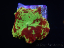 WYSIWYG Discosoma Jawbreaker ULTRA F6