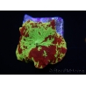 WYSIWYG Discosoma Jawbreaker ULTRA F6