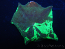 WYSIWYG Discosoma Jawbreaker ULTRA G1