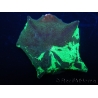 WYSIWYG Discosoma Jawbreaker ULTRA G1