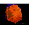 WYSIWYG Discosoma Jawbreaker ULTRA G3