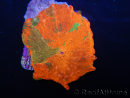 WYSIWYG Discosoma Jawbreaker ULTRA G3
