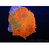 WYSIWYG Discosoma Jawbreaker ULTRA G3