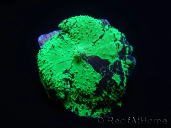 WYSIWYG Discosoma Jawbreaker ULTRA G4