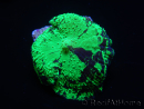 WYSIWYG Discosoma Jawbreaker ULTRA G4