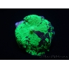 WYSIWYG Discosoma Jawbreaker ULTRA G4