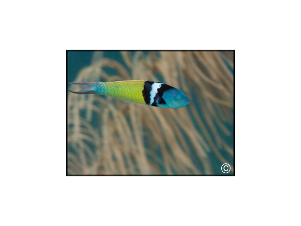 Thalassoma bifasciatum