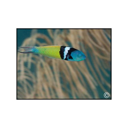 Thalassoma bifasciatum