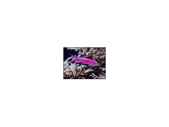 Pseudanthias tuka mâle